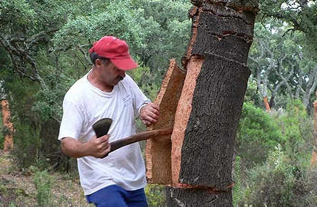 What is Cork?